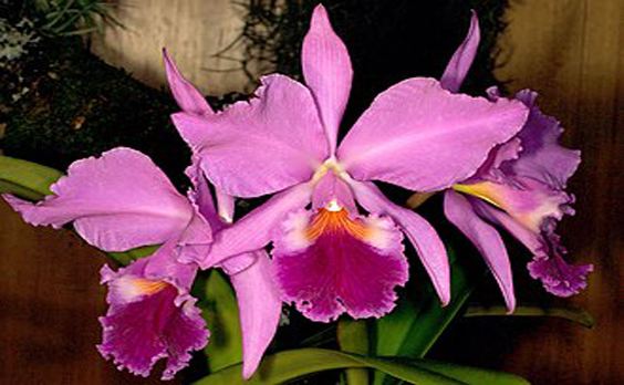 Cattleya labiata, : A Orquídea que Encanta o Ceará